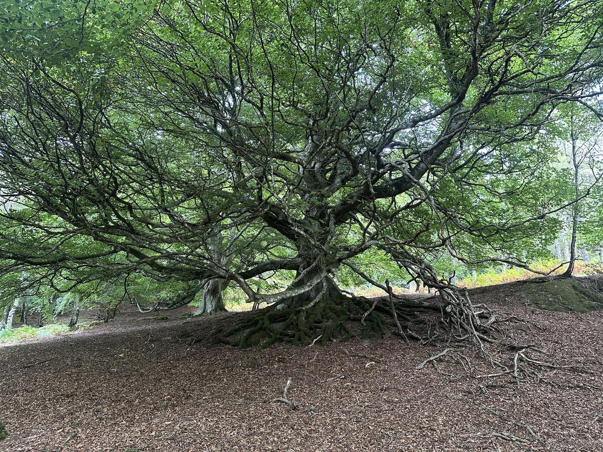 Ancient tree in woodland